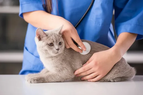 Saiba por que a castração é essencial para a saúde de cães e gatos