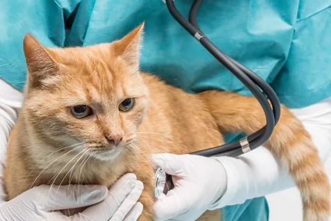 Castração em gatos: a importância para a saúde do seu felino