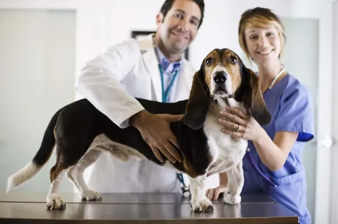 Checklist Veterinário: Garantindo a saúde de cães e gatos com dicas para tutores dedicados
