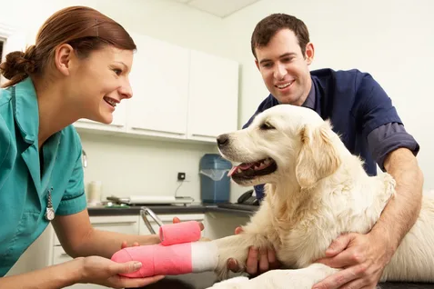 Acupuntura Veterinária: Tudo O Que Você Precisa Saber para Cães e Pets – Fisio Care