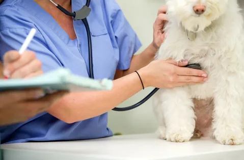Cuidados pré e pós-operatórios para pets: tudo sobre cirurgia veterinária