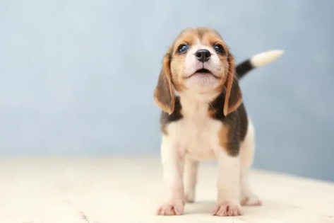 Guia completo: 10 dicas para cuidar do filhote de cachorro e orientar o tutor