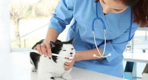 Plano de Saúde Pet: Garanta a Higiene Bucal do seu Cachorro com a Odontologia Veterinária!