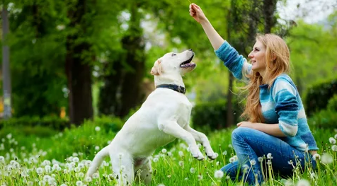 5 maneiras de estimular a inteligência do seu cão com brincadeiras inteligentes – PetAmigo