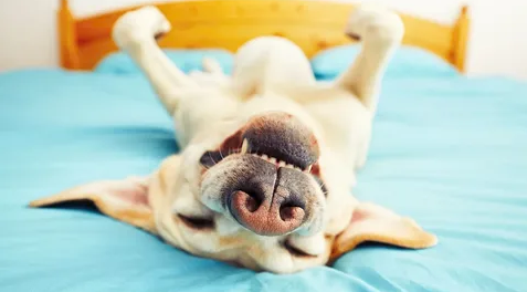 Guia completo para manter a pelagem do seu cachorro saudável: 5 dicas essenciais