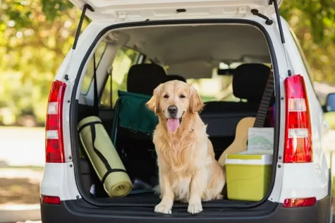 Viajando com seu pet: 6 dicas essenciais para uma viagem segura e tranquila