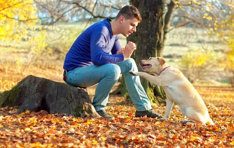 Como identificar e tratar o estresse em cachorros de estimação | eCycle