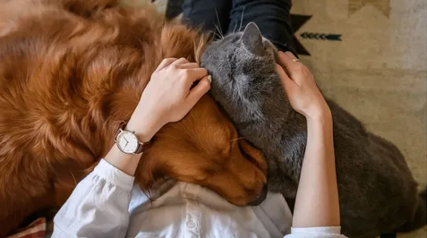 Entenda o Comportamento dos Pets: Estratégias para o Bem-Estar Animal – Clínica Veterinária em Ponta Grossa
