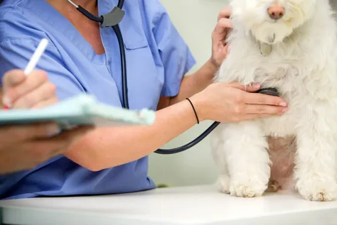 Guia completo para escolher o plano de saúde pet perfeito