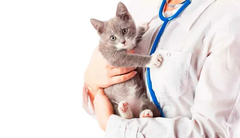 Guia completo para escolher o melhor plano de saúde pet para o seu animal de estimação.