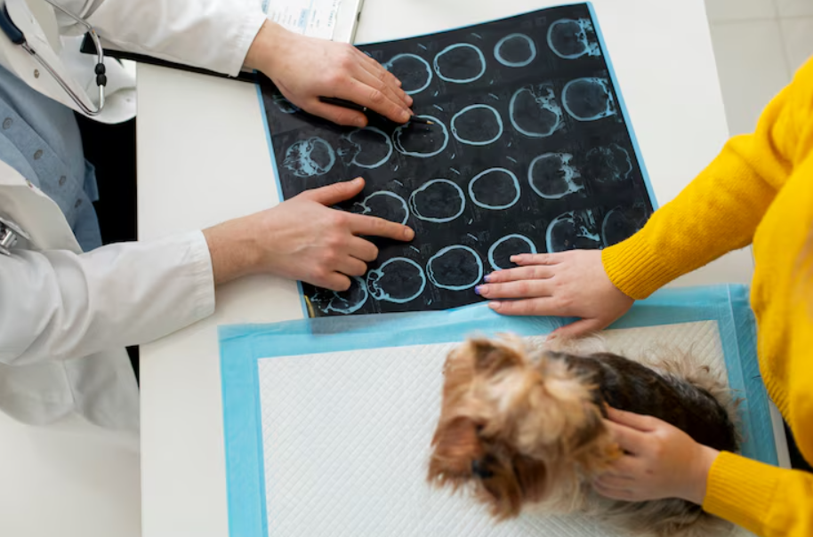 Plano de Saúde Pet: Proteja seu Pet e Garanta Tranquilidade