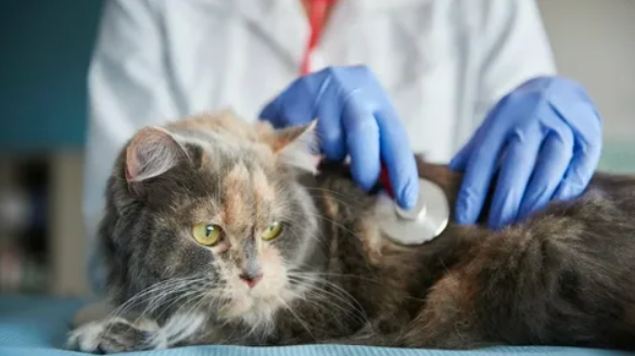 Plano de Saúde Pet: Guia Completo, Benefícios e Saúde para Pets