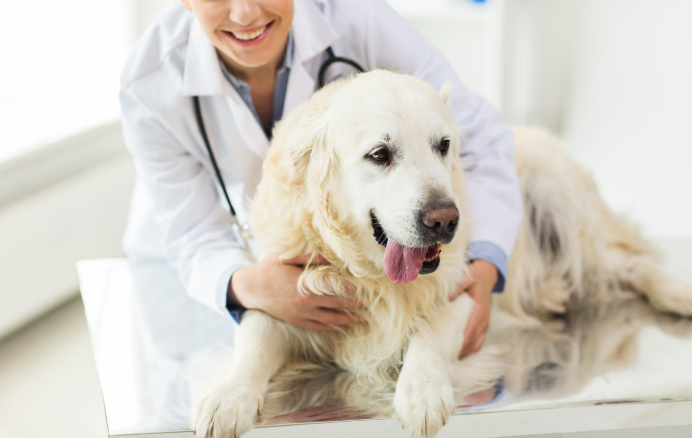 Plano de Saúde Pet: Vale a Pena Contratar um Plano de Saúde?