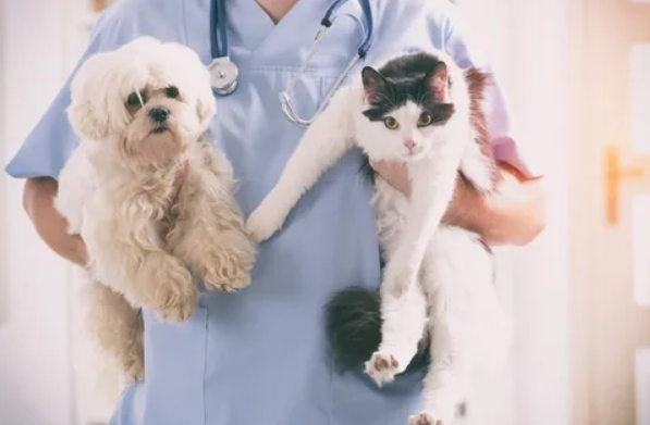 Plano de Saúde Pet: Vale a Pena Contratar Saúde para Pets?