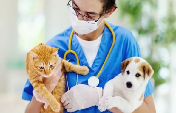 Plano de Saúde Pet: Invista na Saúde e Longevidade do seu Pet