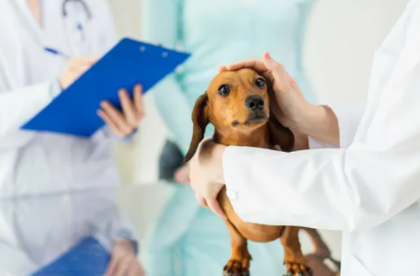 Plano de Saúde Pet: Guia Completo e Dicas de Saúde para Pets