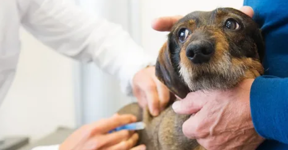 Plano de Saúde Pet: Guia para Escolher o Melhor para Seu Pet