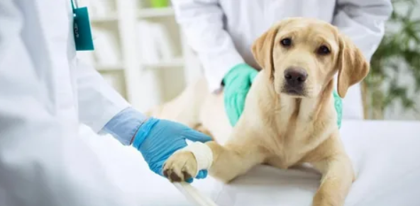 Plano de Saúde Pet: Vale a Pena Ter um Plano de Saúde?