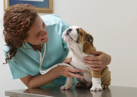 Plano de Saúde Pet: O que é, Como Funciona e Benefícios para Cachorro
